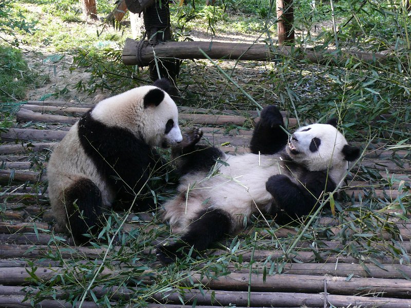 Pandas (020).jpg
